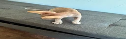 Sphynx cats for sale: Canadian sphynx ready to leave now  - Advert 16