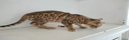 Bengal cats for sale: Bengal kitten - Advert 1