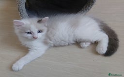Ragdoll cats for sale: RAGDOLLS BOYS BLUE EYES VACCINATED MICROCHIPED  - Image 24
