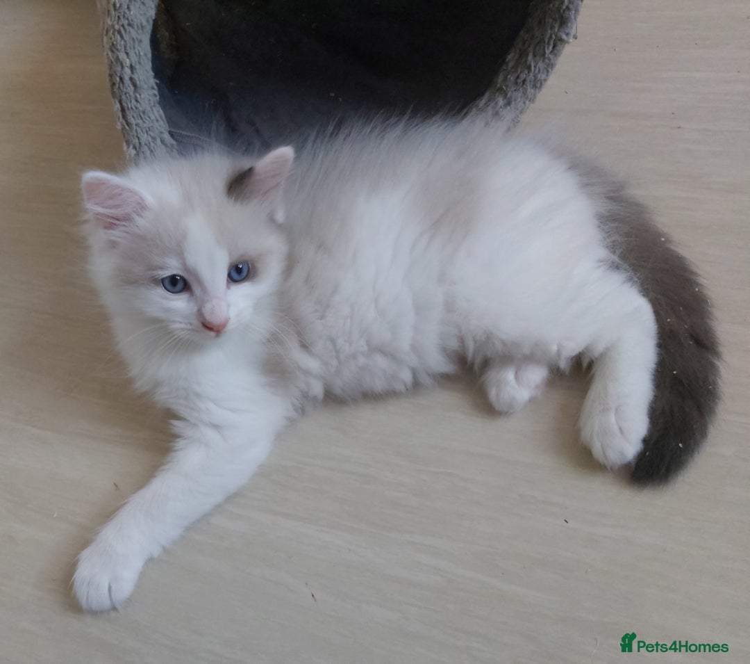 Ragdoll cats for sale: RAGDOLLS BOYS BLUE EYES VACCINATED MICROCHIPED  - Image 24