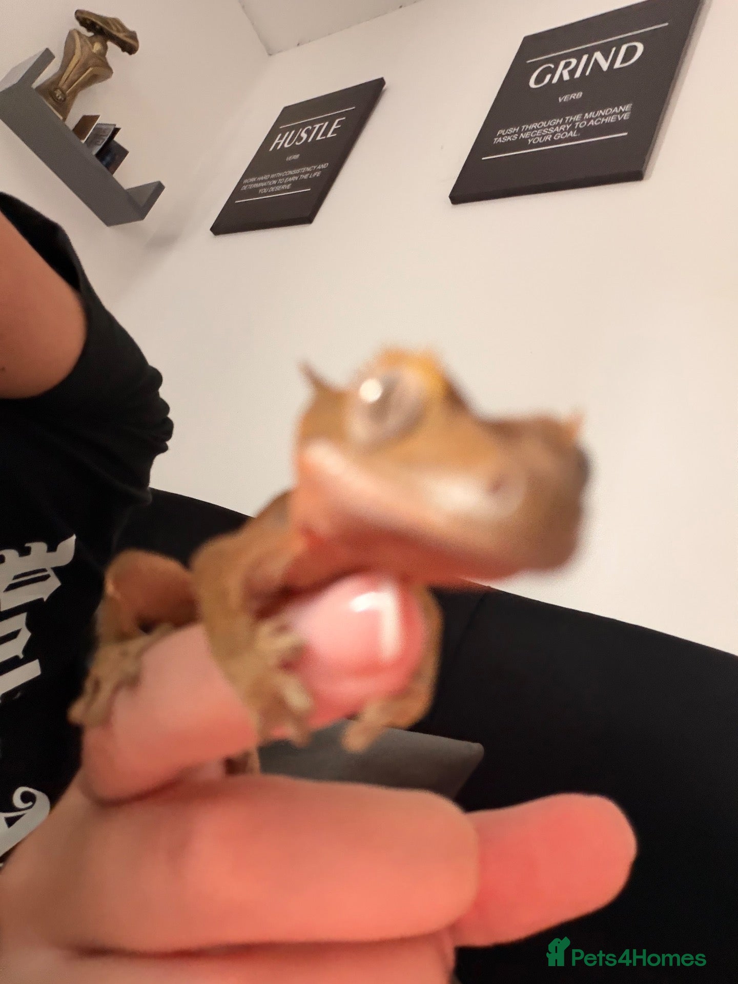 Gecko reptiles Crested Gecko + full enclosure  - Advert 1