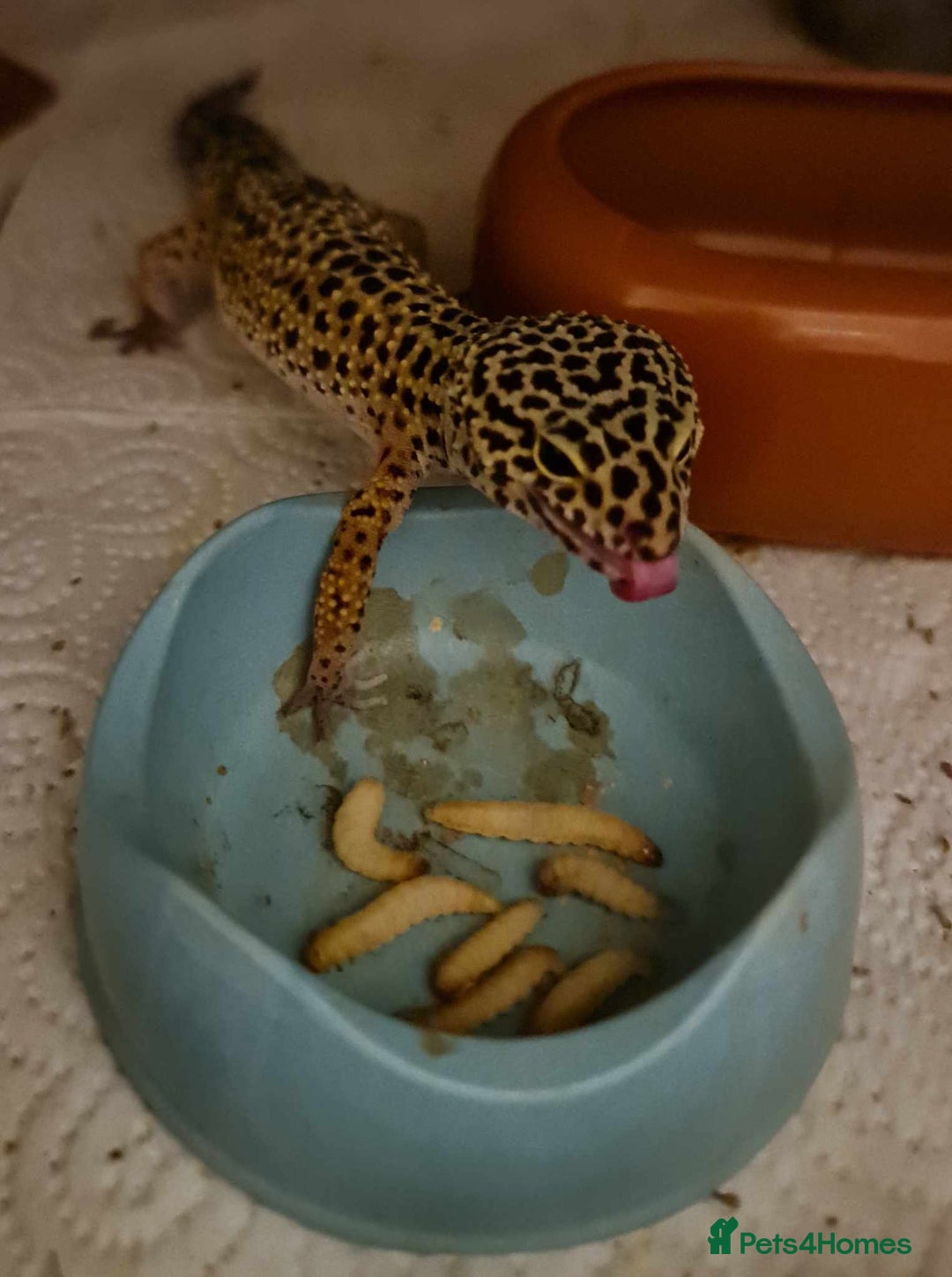 Leopard Gecko reptiles for sale: Female Leopard Gecko - Image 3