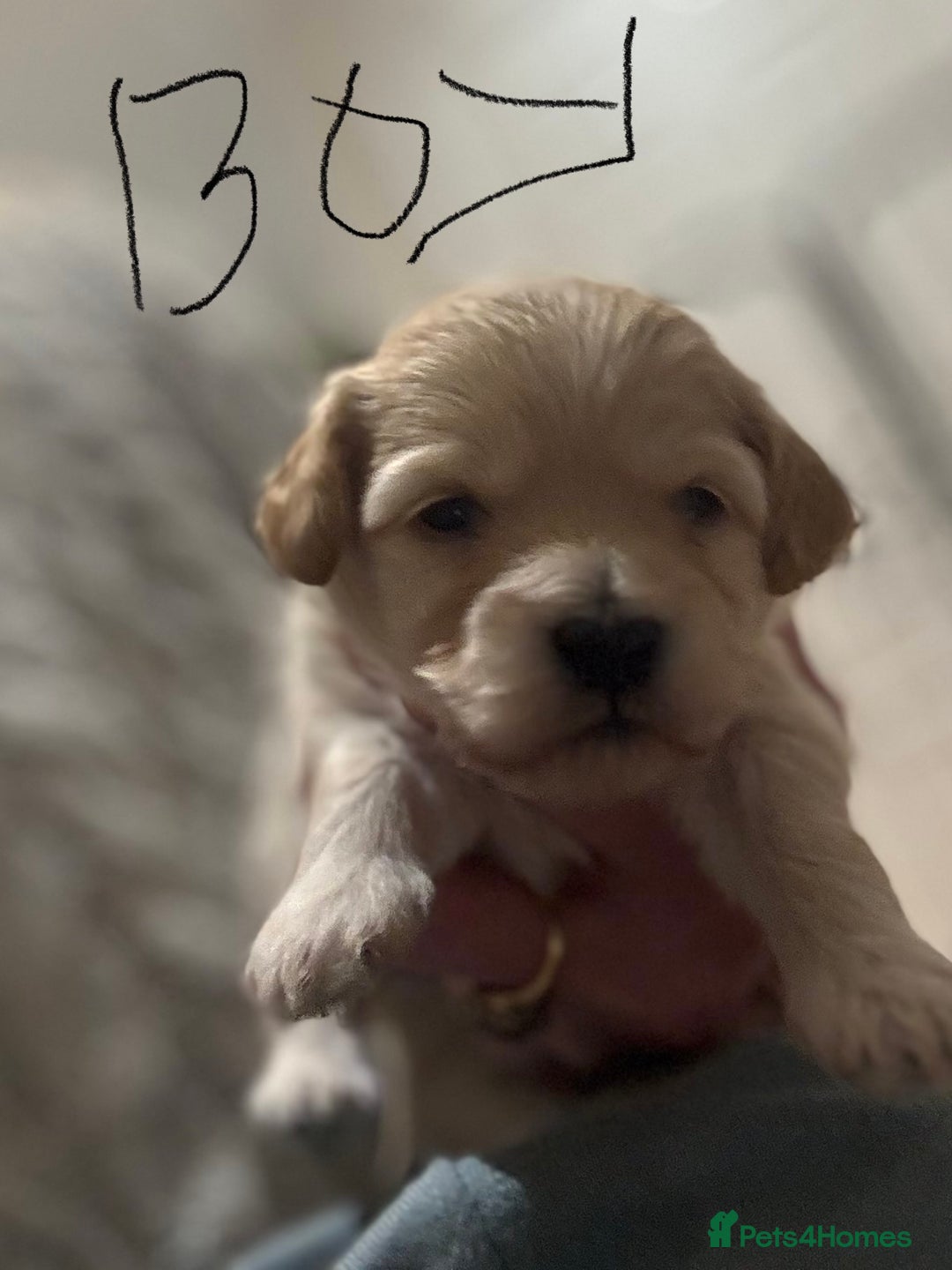 Maltipoo dogs for sale: Maltipoo pups  - Advert 5