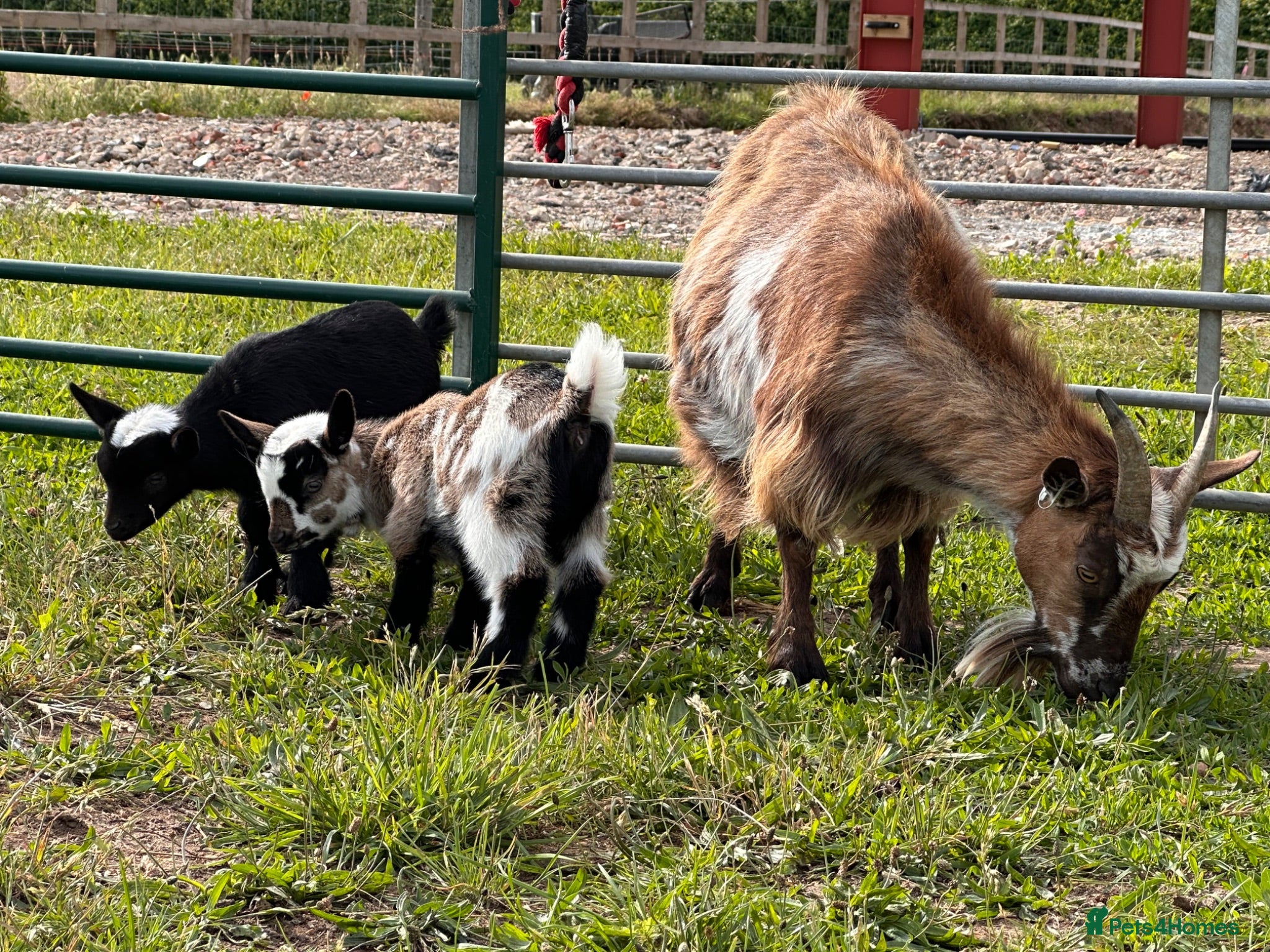 Goats livestock Pygmy Kids For Sale  - Advert 8