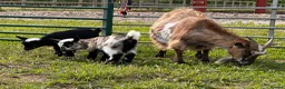 Goats livestock for sale: Pygmy Kids For Sale  - Advert 1