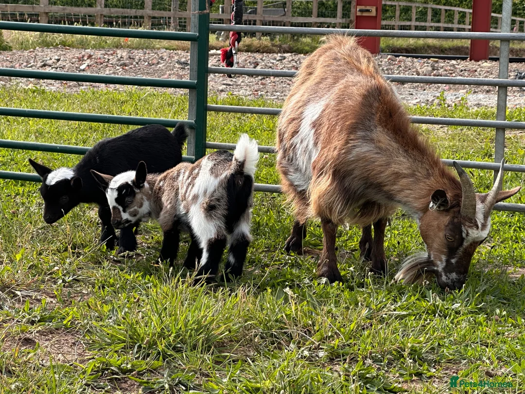 Goats livestock for sale: Pygmy Kids For Sale  - Advert 1