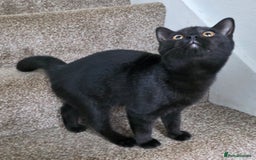 Mixed Breed cats for sale: LEFT ONE GIRL Beautiful Mixed British SH Kitten - Image 3