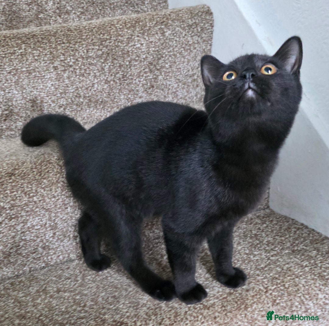 Mixed Breed cats for sale: LEFT ONE GIRL Beautiful Mixed British SH Kitten - Image 3