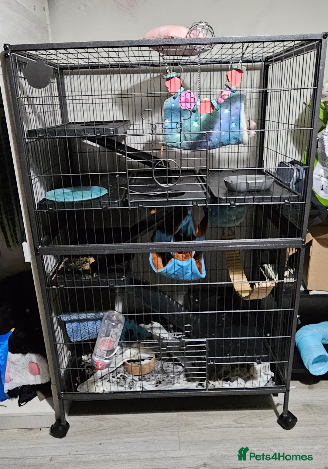 Rat rodents for sale: 2 white/silver male rats with full setup.  - Advert 2