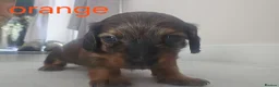 Dachshund dogs for sale: Miniature dachshunds puppies  - Advert 7