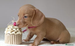 Miniature Dachshund dogs for sale: 🌟5StarsLicense+Holistic+KC+VetCheck+PRAClear - Image 16