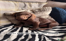 Cockerdor dogs for sale: F1 cockerdor puppies , cocker x labrador  - Image 27