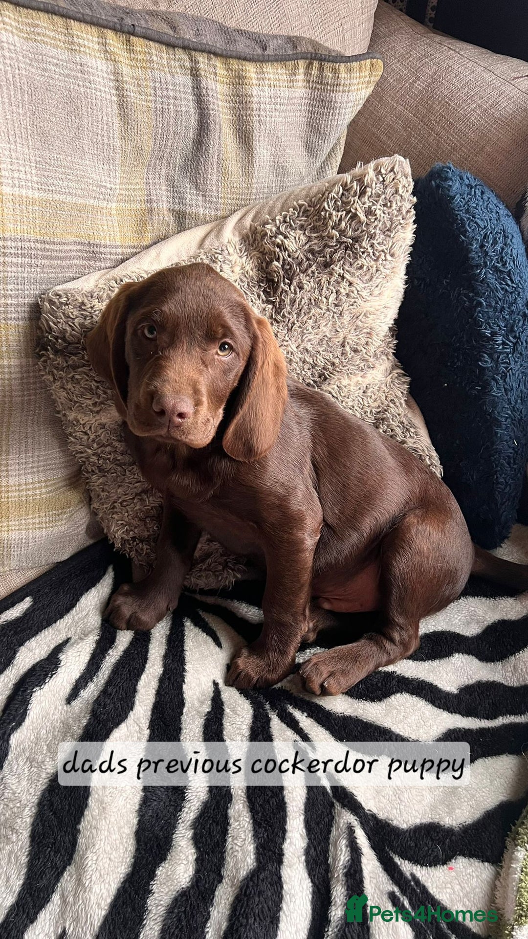 Cockerdor dogs for sale: F1 cockerdor puppies , cocker x labrador  - Image 27