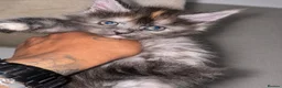 Maine Coon cats for sale: 🐾 FULLY REGISTERED PEDIGREE MAINE COON KITTENS 🐾 - Advert 3