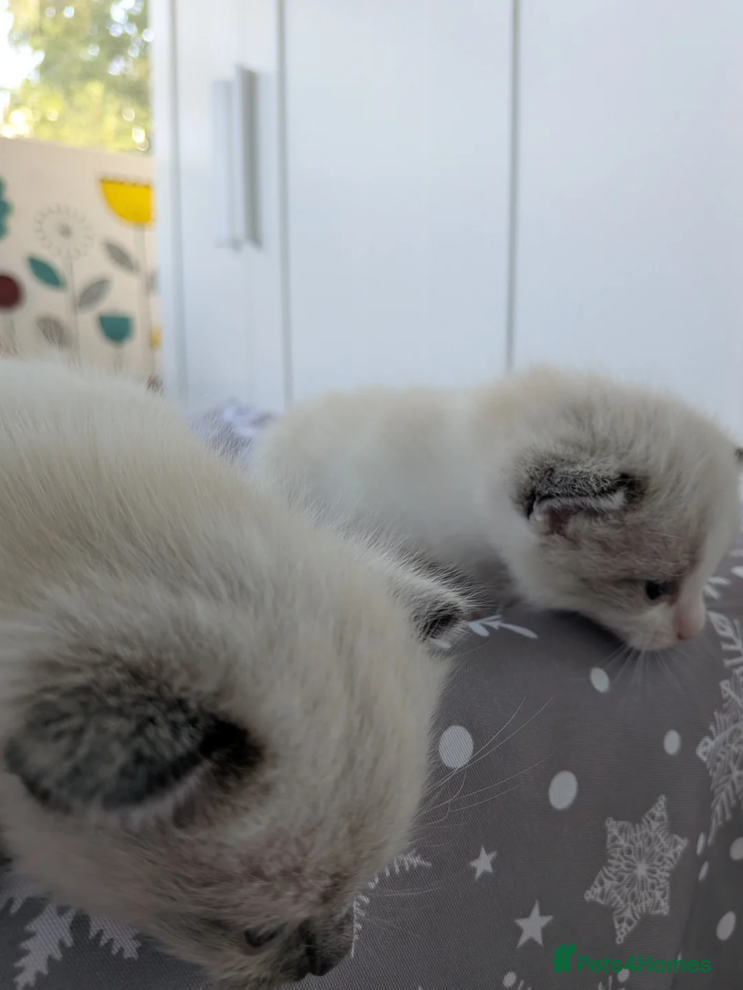 Mixed Breed cats for sale: Lucky love - Advert 2