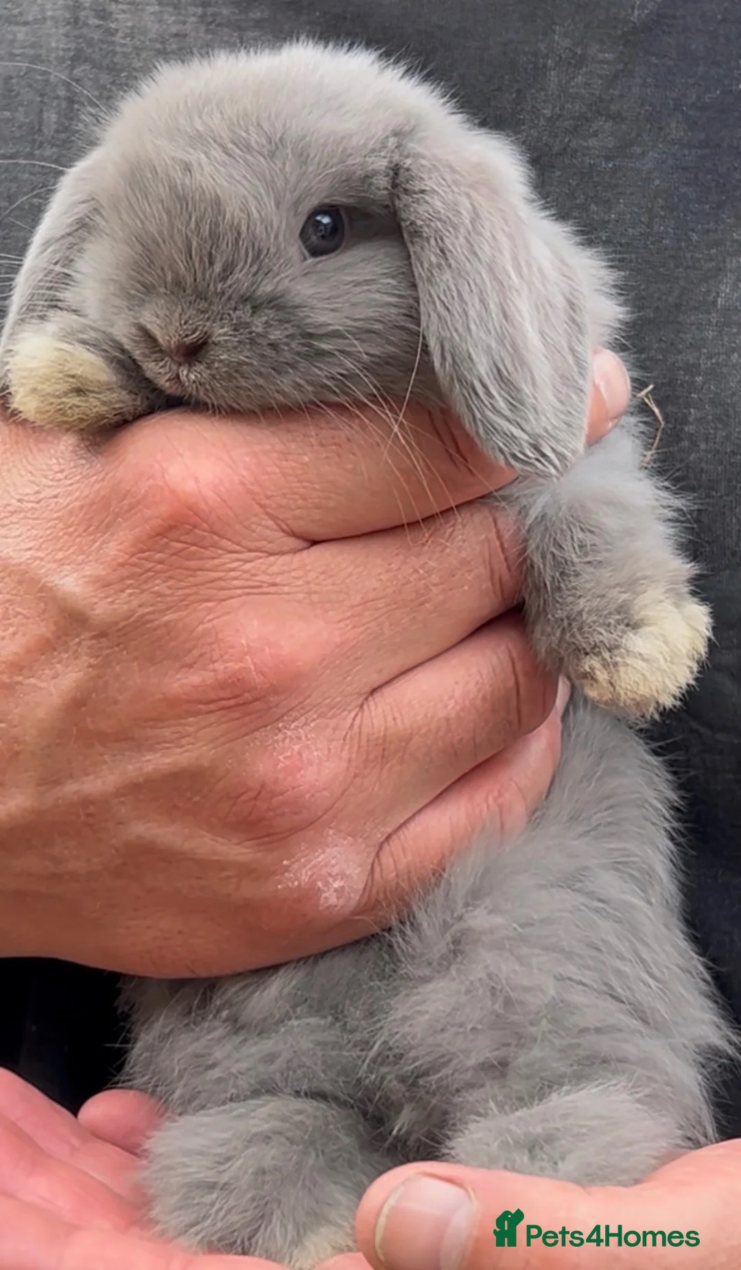 Mini Lop rabbits for sale: Stunning Lilac split/Lilac self mini lops  - Advert 2