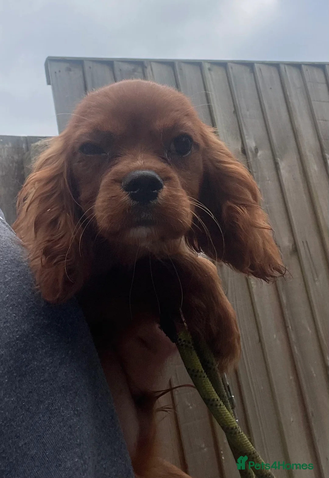 Cavalier King Charles Spaniel dogs for sale: Cavalier Ruby red male KC Registered - Advert 13