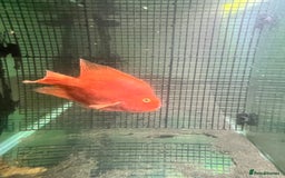 Cichlids fish for sale: Parrot Fish - Image 5