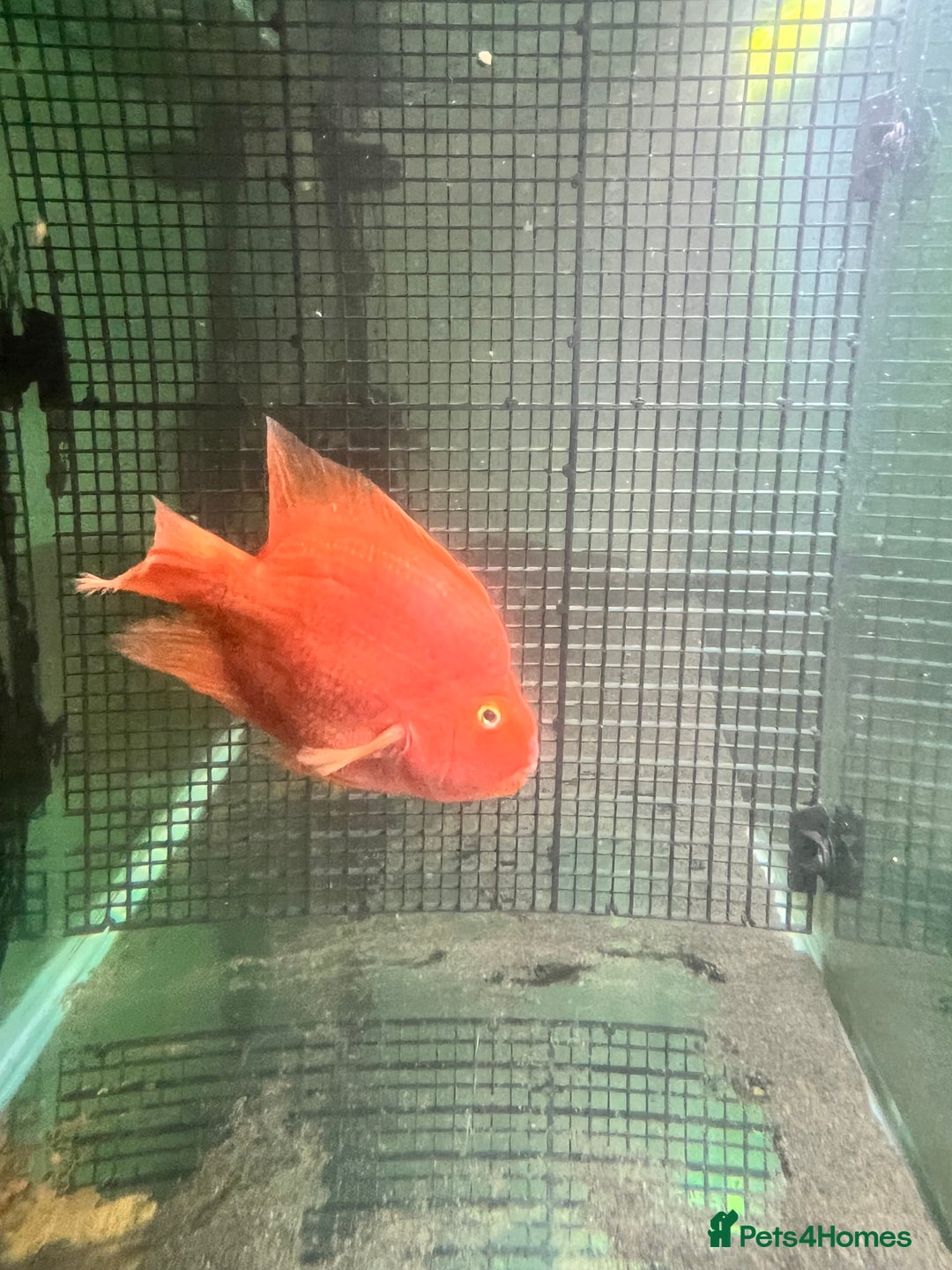 Cichlids fish for sale: Parrot Fish - Image 5