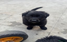 German Shepherd dogs for sale: Stunning top quality German shepherd puppies - Image 5
