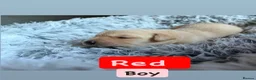 Goldador dogs for sale: Goldador puppies for sale  - Advert 2
