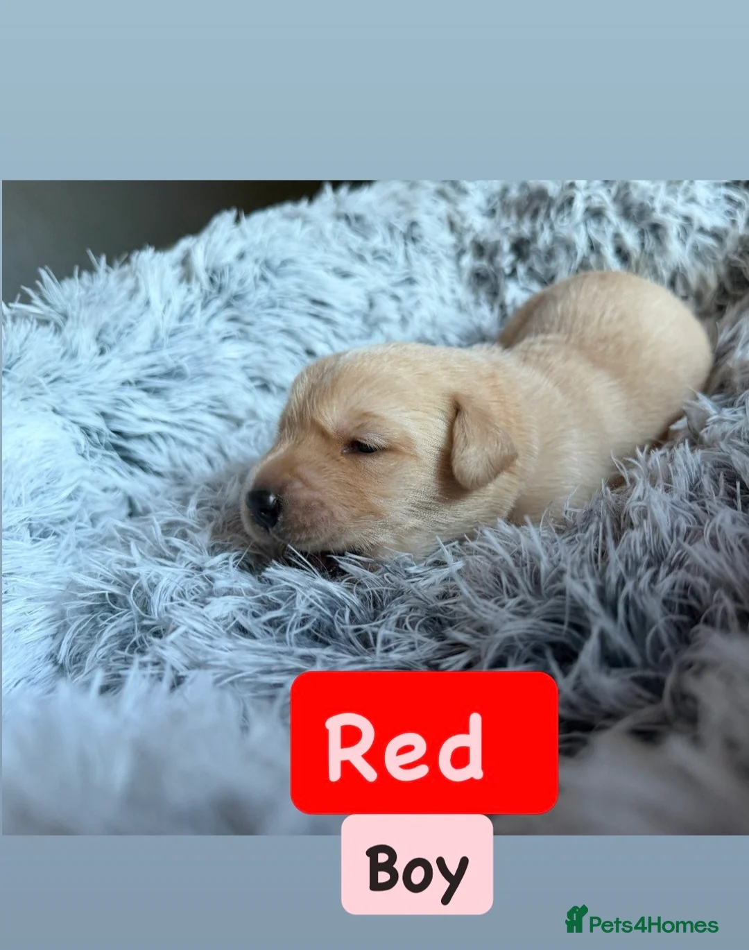 Goldador dogs for sale: Goldador puppies for sale  - Advert 2