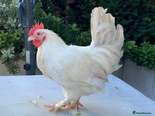 Mixed Breed poultry 3 beautiful Roosters raised by hand - Advert 1