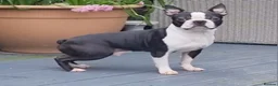 Boston Terrier dogs for sale: 5*Stunning Lilac Kc Boston Terrier boy - Advert 7