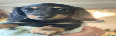 Miniature Dachshund 2