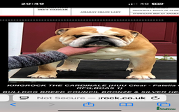 English Bulldog dogs for sale: KC REG AMAZING LITTER OF BRITISH BULLDOGS - Image 4