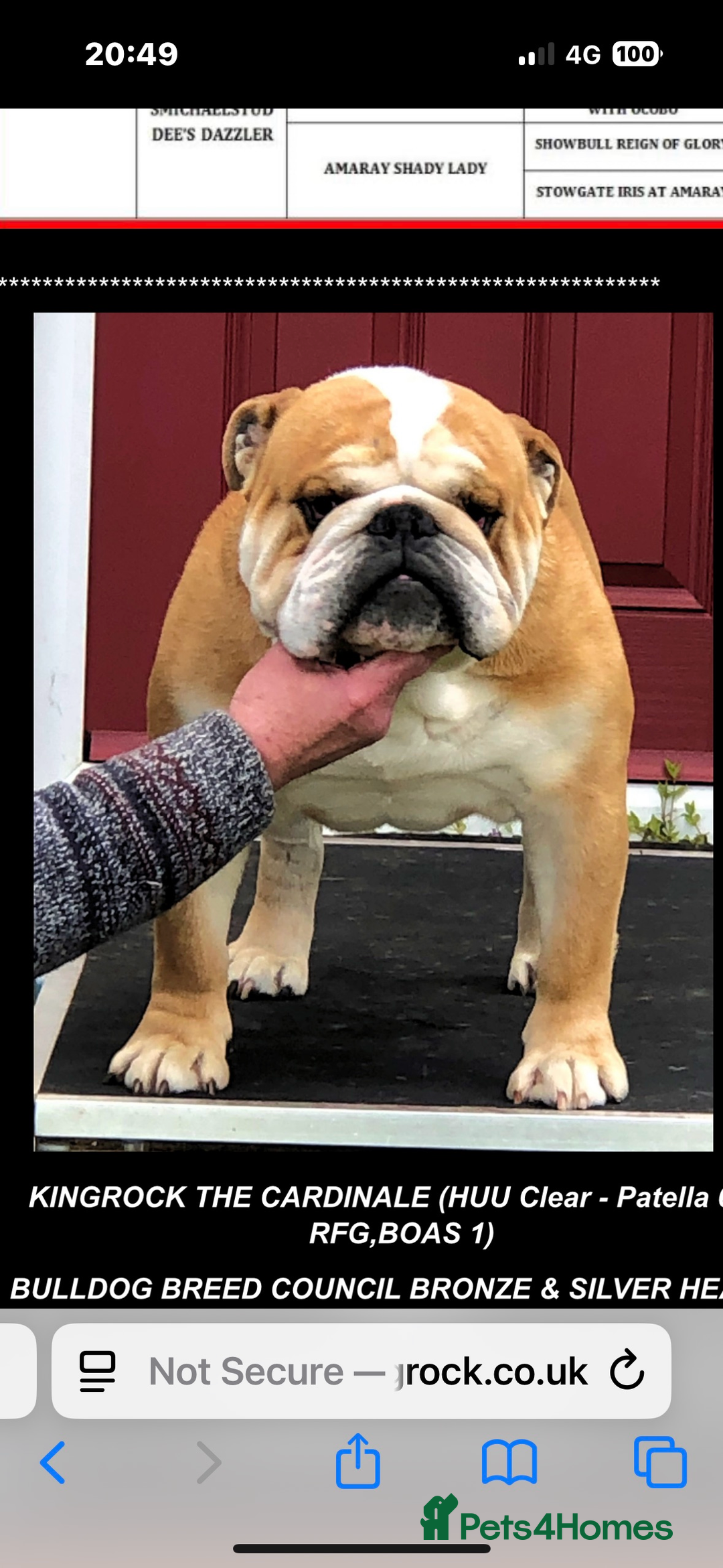 English Bulldog dogs for sale: KC REG AMAZING LITTER OF BRITISH BULLDOGS - Image 4