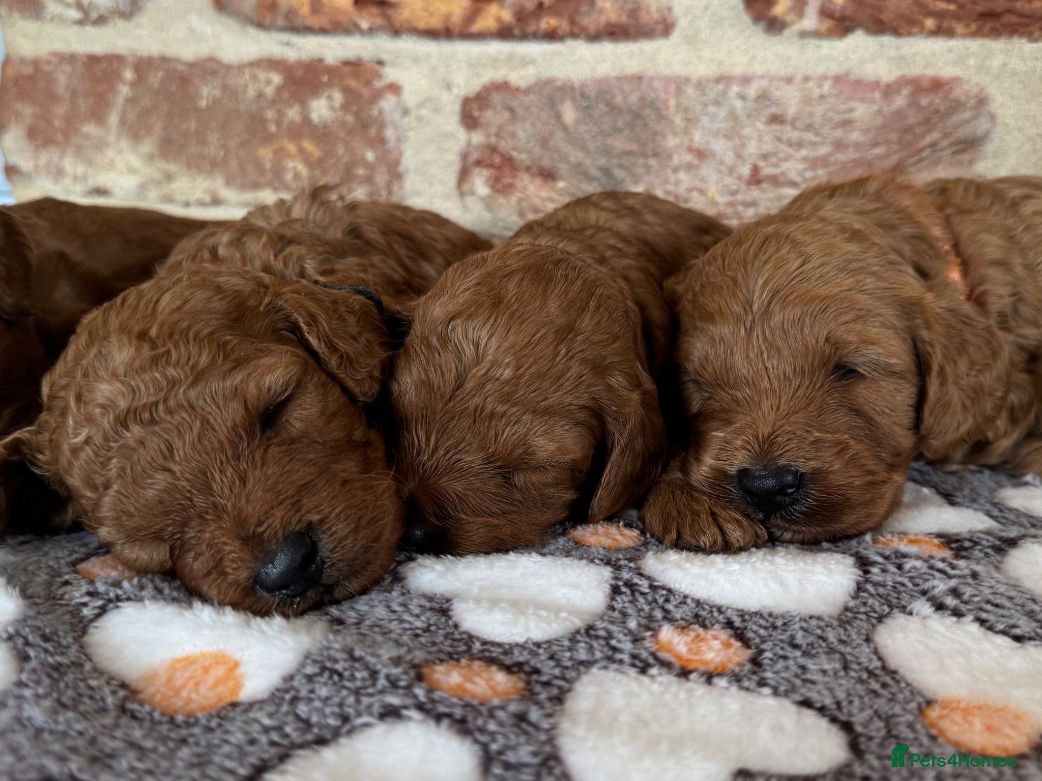 Cockapoo dogs F1b Red cockapoos 🤎 - Advert 1