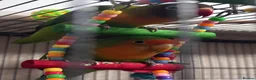 Lovebirds birds for sale: Bonded pair of lovebirds for sale - Advert 6