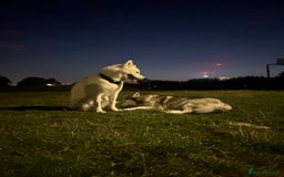 Siberian Husky dogs for sale: Siberian husky puppies  - Image 17