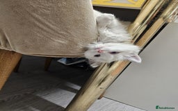 Ragdoll cats for sale: Cattiness Ragdoll - Image 4