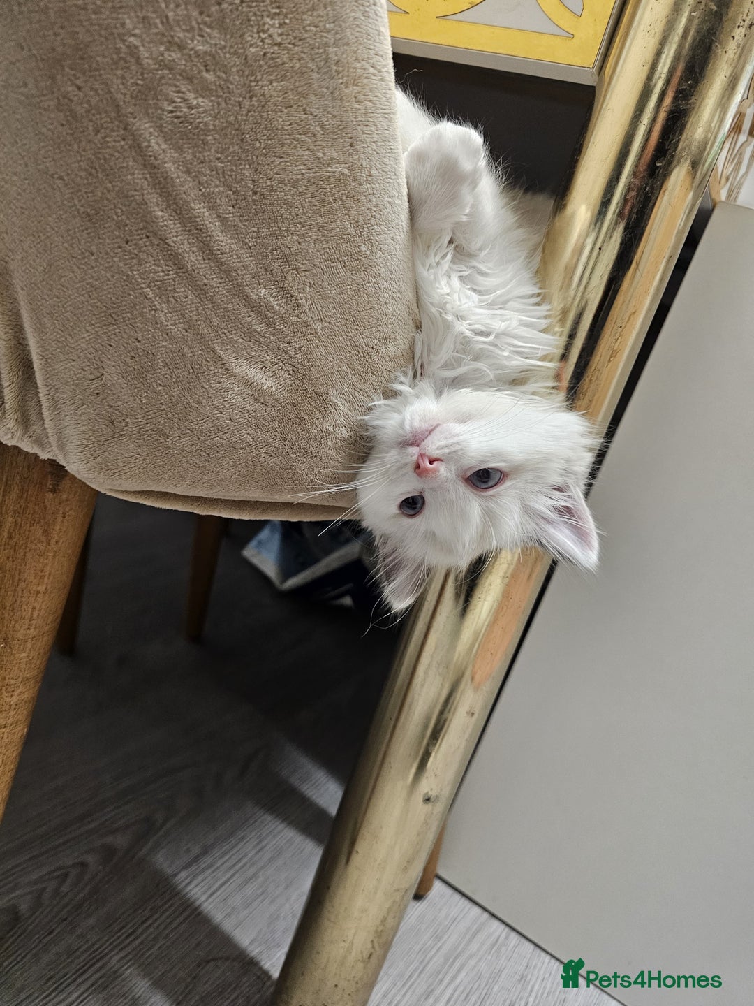 Ragdoll cats for sale: Cattiness Ragdoll - Image 4