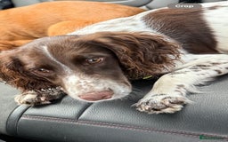 Cocker Spaniel dogs for sale: 7 month old male working cocker spaniel puppy - Image 1