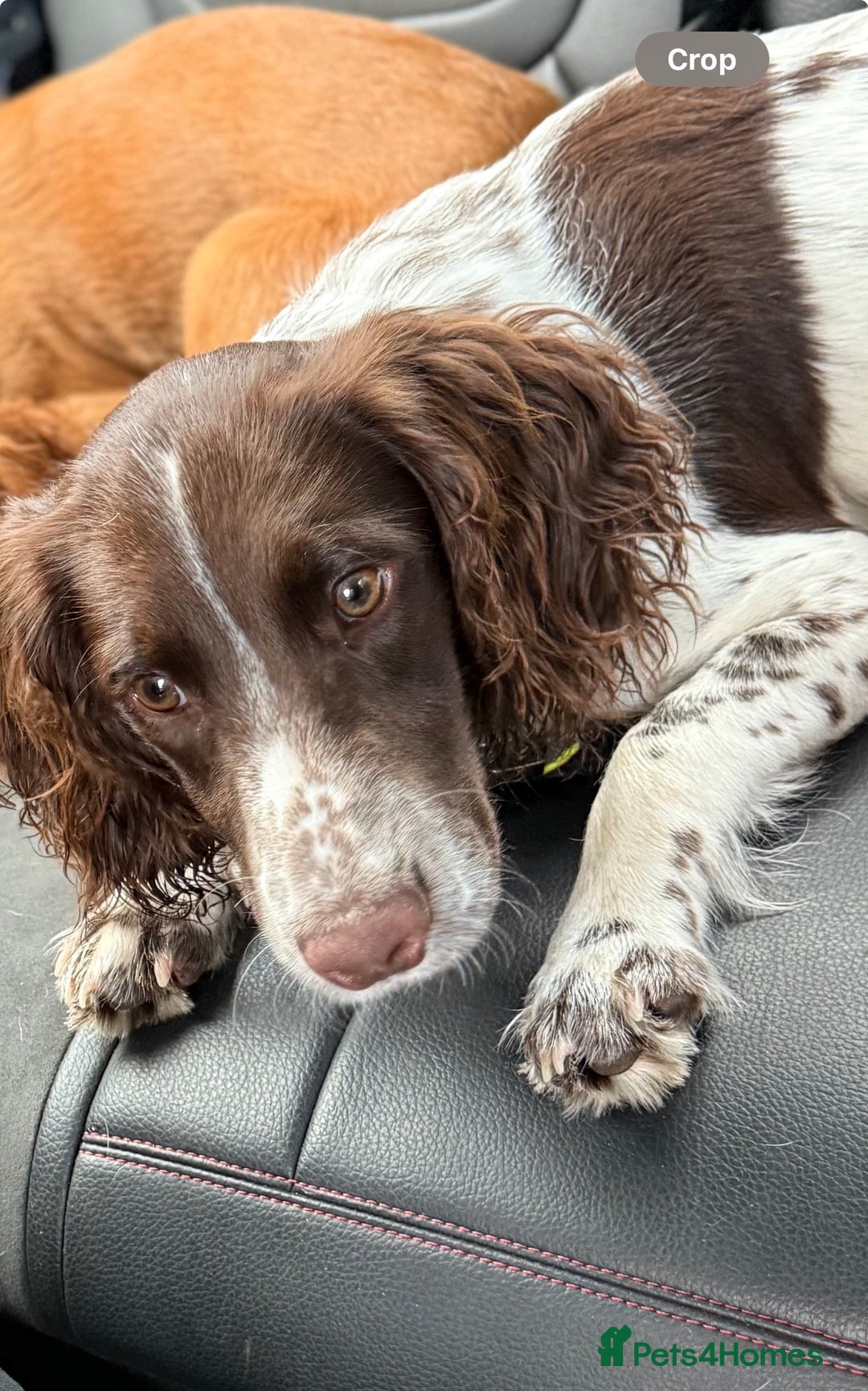 Cocker Spaniel dogs for sale: 7 month old male working cocker spaniel puppy - Image 1
