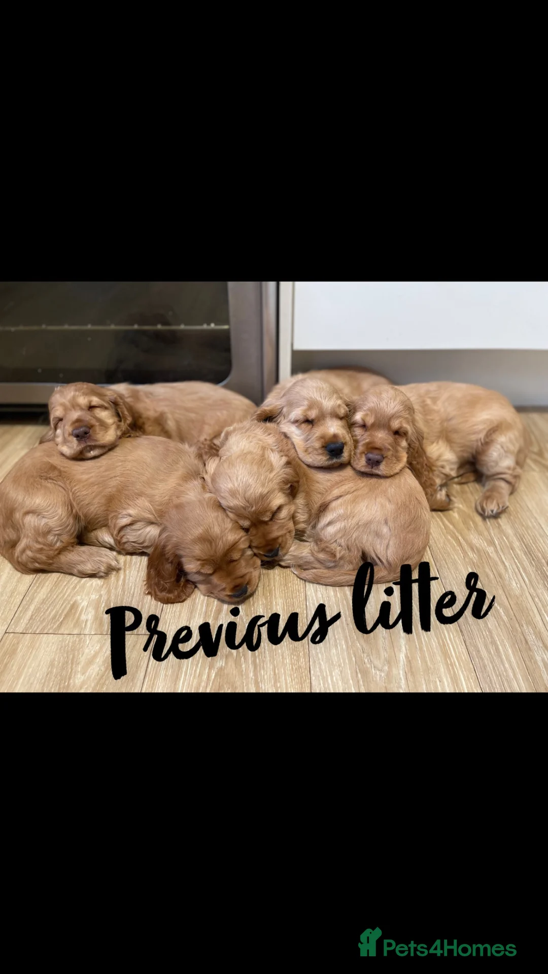 Cocker Spaniel dogs for sale: 💛Show Cocker Spaniel Litter – Waiting List Open - Advert 2