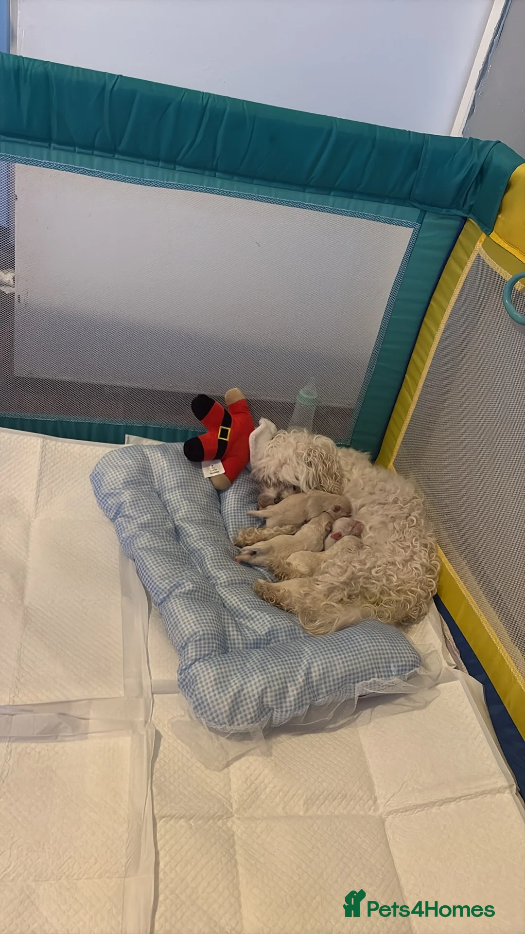 Mixed Breed dogs for sale: Bichon x Maltese pups ALL HAVE BEEN RESERVED - Advert 5