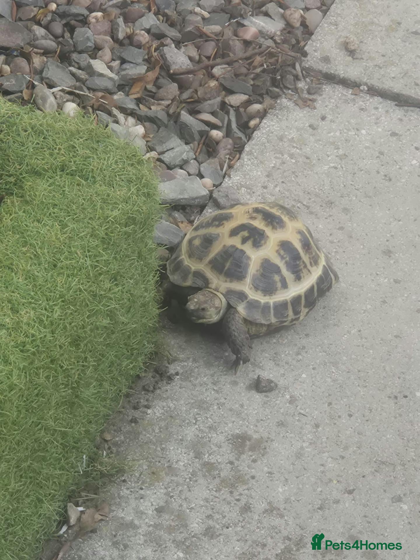 Tortoise reptiles Russian horsenfield tortoise - Advert 1