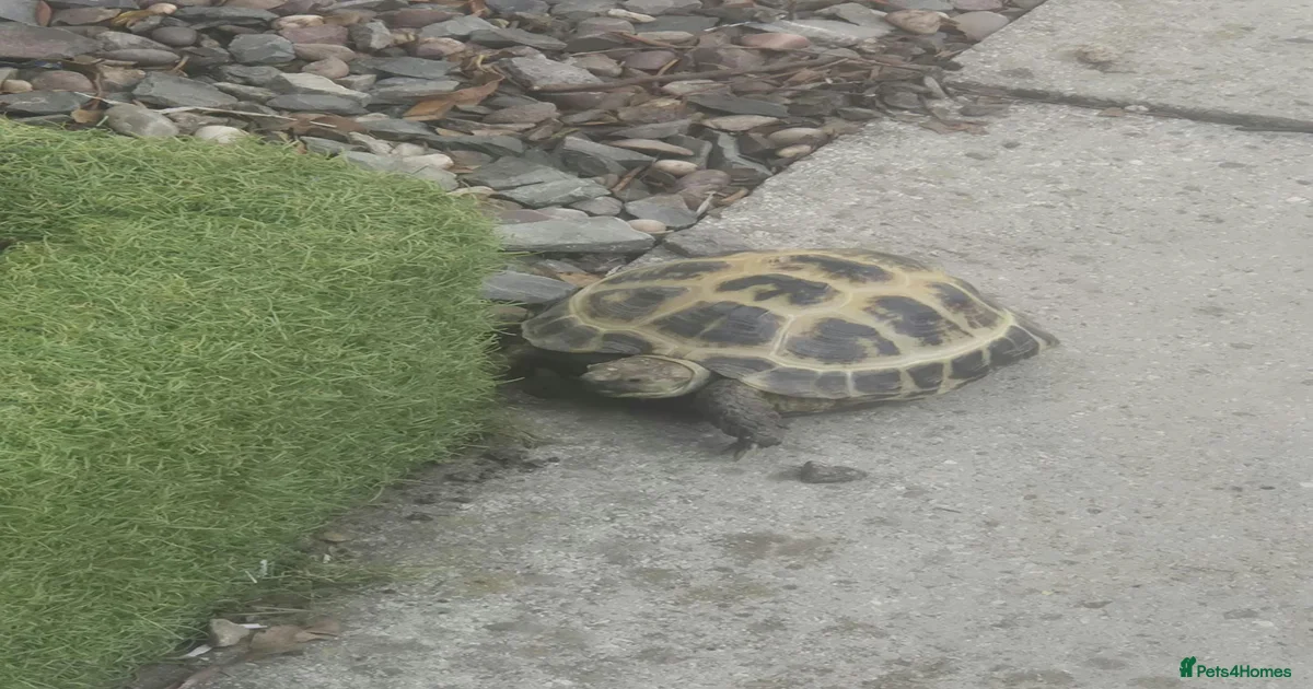 Russian horsenfield tortoise for sale in Coventry | Pets4Homes