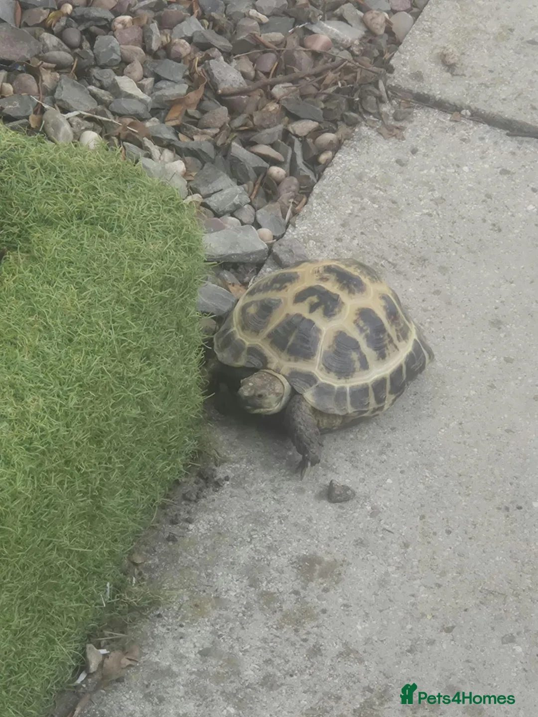 Tortoise reptiles for sale: Russian horsenfield tortoise in Coventry - Advert 1