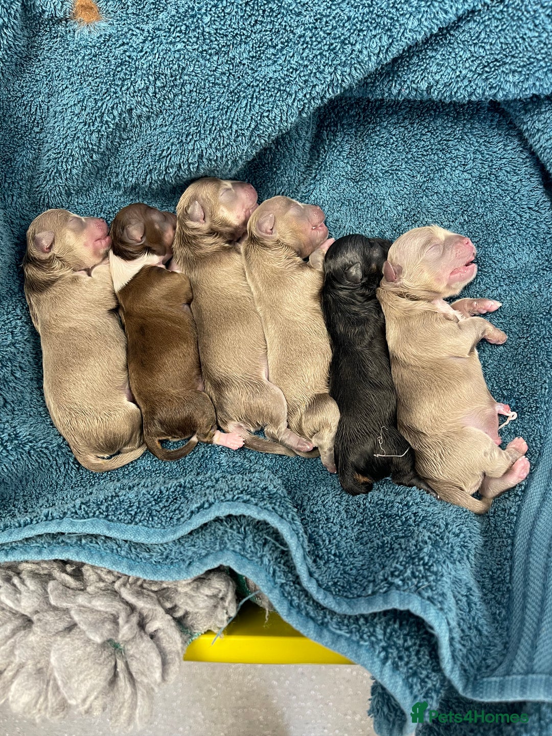 Chihuahua dogs for sale: Stunning KC Chihuahua puppies 🇬🇧 bloodlines - Image 1