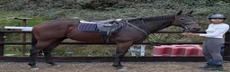 Irish Thoroughbred horses for sale: Smartie  - fun loving allrounder type  - Advert 1