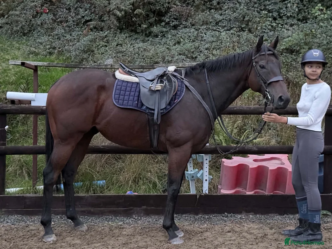 Irish Thoroughbred horses for sale: Smartie  - fun loving allrounder type  - Advert 1
