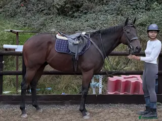 Irish Thoroughbred horses Smartie - fun loving allrounder type - Advert 1