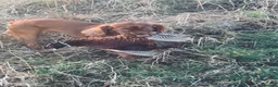 Cocker Spaniel dogs for sale: Working cocker spaniel bitch for sale  - Advert 2