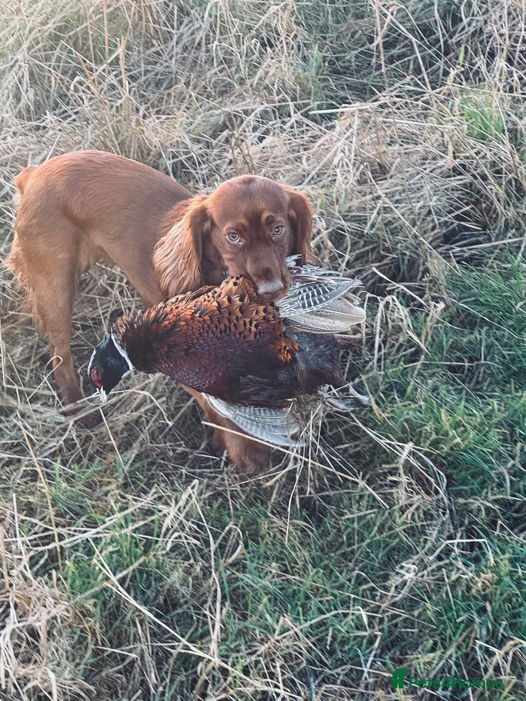 Cocker Spaniel dogs for sale: Working cocker spaniel bitch for sale  - Advert 2