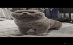 British Shorthair cats for sale: Male British Shorthair  - Image 2